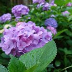 11887200_1490765717886934_1100698153_a