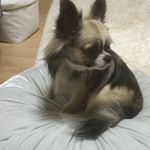 12224060_1652815284991329_1411699241_a