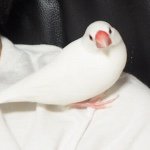 11374733_372498739621639_1920852851_a