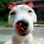 12277502_471994906258861_201197496_a