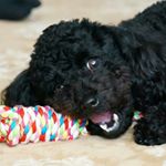 11374396_1619517554978373_1570009536_a