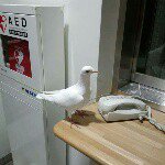 10864916_811396792251182_1420780349_a