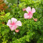 11266373_1605258389733451_162428524_a