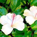 12107682_760174290778154_1834193304_a