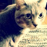 11856818_910440355702658_509291985_a