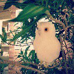 11191608_658165497617502_742522444_a