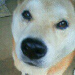 11257172_929926773735091_1047593861_a