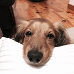 12145315_891834227567330_805060485_a