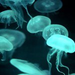 11356552_1199829716700256_2108366509_a