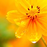 12230965_473962769454168_1229054538_a