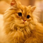 10693268_673590209405017_1379381462_a