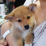 11821953_441476219388247_690931918_a