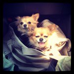 11375783_449259361912968_1161865330_a