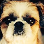 12353431_1658554694418388_1264533789_a