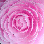 11123810_349009251974762_1038450087_a