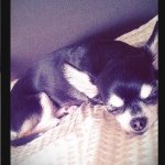 11849076_1024738347557242_1087492632_a