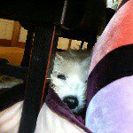 11226859_853270801409650_2110562544_a