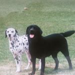 12501957_456822607836449_191860182_a