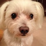 11850284_426660500868935_1646898359_a