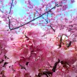 11078710_937339442973567_1076903585_a