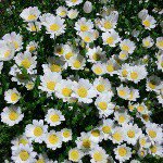 11230280_1582535165356621_1588145430_a