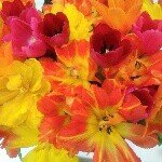 11356956_1629165590688705_169770946_a