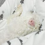 12353985_1097557516923767_1701368920_a