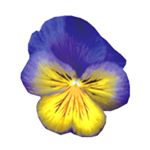 1171190_1684252868487774_1293064015_a