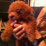 11909310_855451244570212_1274331680_a