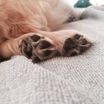 11386569_1442578646046915_1184590647_a