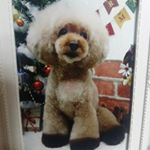 12357705_865432913555977_628606245_a