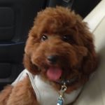 12142251_539071102913231_516631712_a