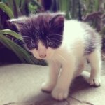 10522843_291146607731032_1855178483_a