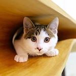 11856695_1057771667575509_1831486190_a