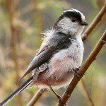 11117212_354903621380292_1649751735_a