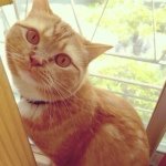 10296769_872230952804922_1123442387_a