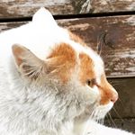 12338738_869934163104280_941015950_a