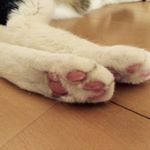 12132862_421064821420976_265255299_a