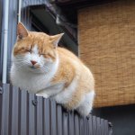 11055483_1040504662644015_1893347053_a