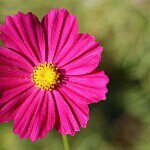 10729316_787383264617761_2055182261_a