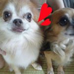 12345913_1658605511075610_1430351038_a