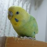 12547437_992961490743099_384279387_a