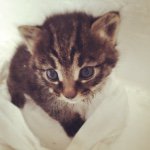 10882062_337140223155354_683344247_a