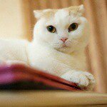 11376608_813643948750877_1823322399_a