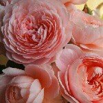 10471807_586207348165005_1862283227_a