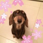 10986393_1534917036798112_813166251_a