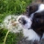 11236182_838130872935473_546158609_a