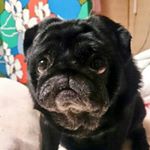 11925746_1456999067962678_1192099335_a