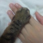 11909399_886609254763933_1383700852_a