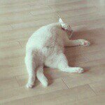 11939635_458210411017401_1089656636_a